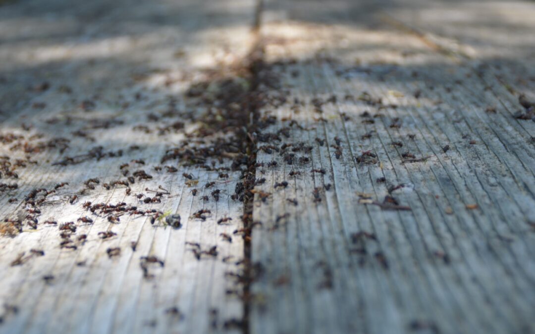 Invasion de fourmis - Désinsectisation à la Réunion