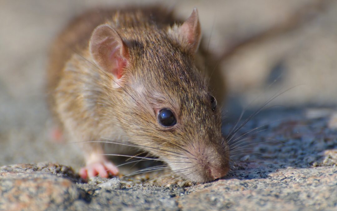 Invasion de rats - Dératisation à la Réunion